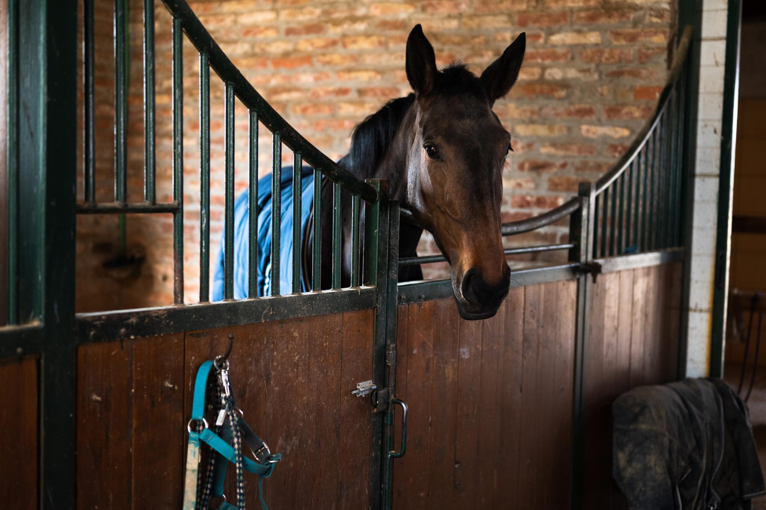 Paardenstallen voor op de winter