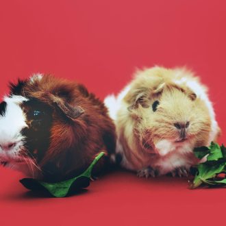 cavia