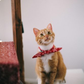 kat